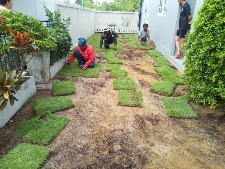 ปลูกหญ้านวนน้อย60ตรางเมตร บางขุนเทียน 🙏ขอบคุณ🙏อนุชา