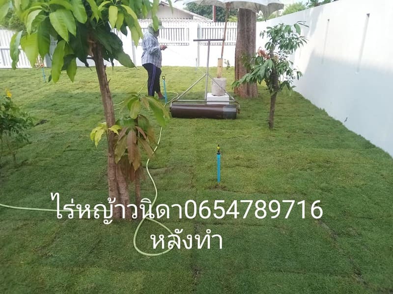 รับปูหญ้ามีนบุรี หญ้านวลน้อย ญี่ปุ่น มาเลเซีย โทร 0654789716
