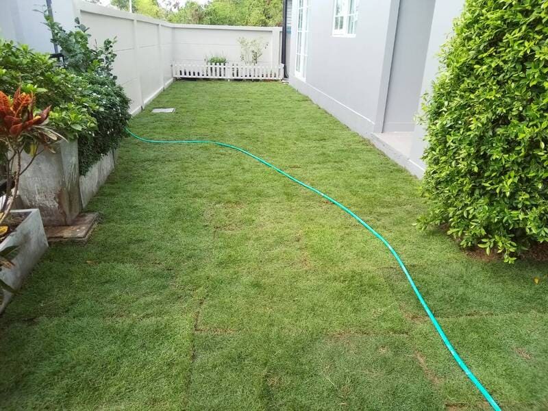 รับปูหญ้าอยุธยา หญ้านวลน้อย ญี่ปุ่น มาเลเซีย โทร 0654789716