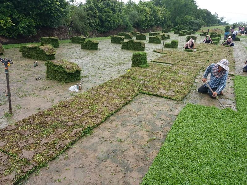 ไร่หญ้ากรุงเทพ วนิดา รับปูหญ้า รับปลูกหญ้า จัดสวน โทร 0654789716