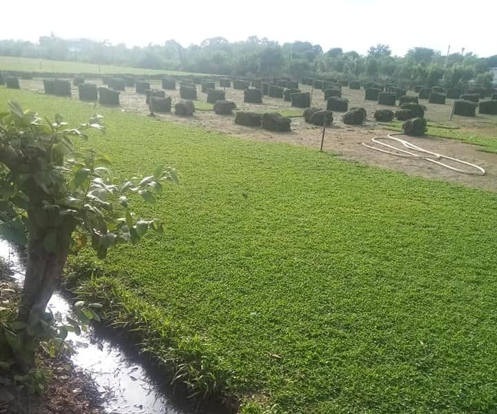 ไร่หญ้าปทุมธานี รับปูหญ้า รับปูหญ้ามาเลยเซีย โทร 0654789716