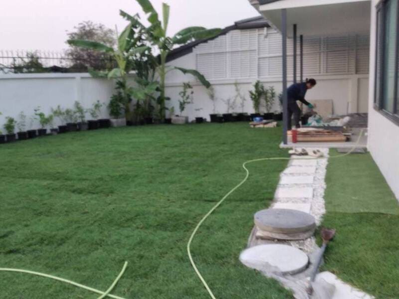 ไร่หญ้าพาสพาลั่ม วนิดา รับปูหญ้า รับปลูกหญ้า จัดสวน โทร 0654789716