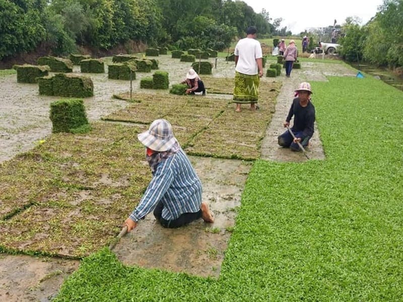 ไร่หญ้ามีนบุรี รับปูหญ้า รับปลูกหญ้า จัดสวน โทร 0654789716