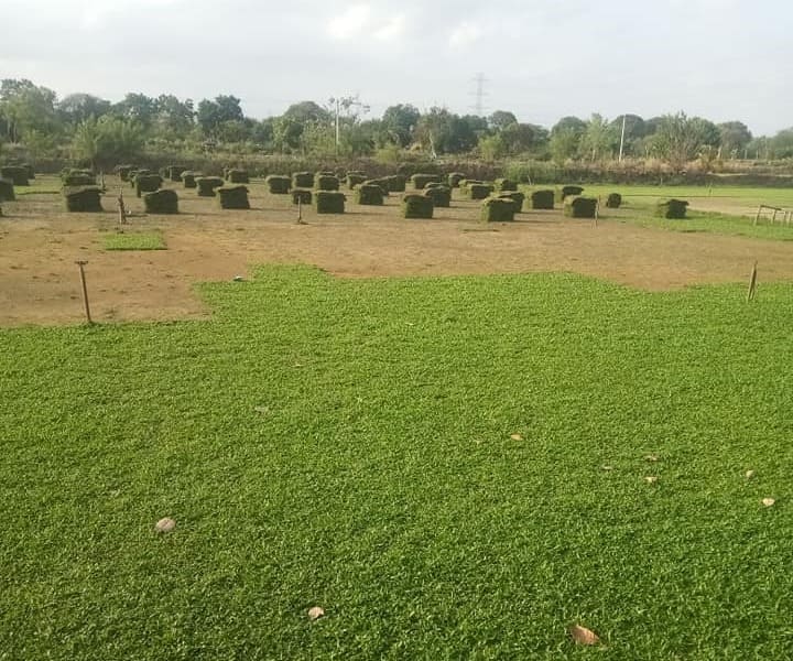 ไร่หญ้าลำลูกกาคลอง2 รับปูหญ้า รับปูหญ้ามาเลยเซีย รับปูหญ้า หญ้านวลน้อย หญ้าญี่ปุ่น หญ้าพาสพาลั่ม